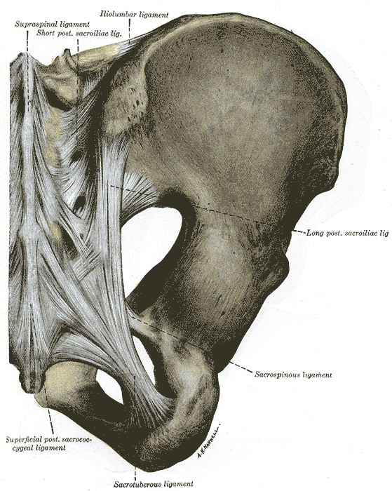 Sacroiliac Joint